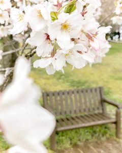 レッドヒルヒーサーの森、3月春の花、三重県津市の観光・撮影スポットの画像と写真