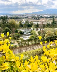 レッドヒルヒーサーの森、3月春の花、三重県津市の観光・撮影スポットの画像と写真