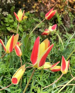 レッドヒルヒーサーの森、3月春の花、三重県津市の観光・撮影スポットの画像と写真