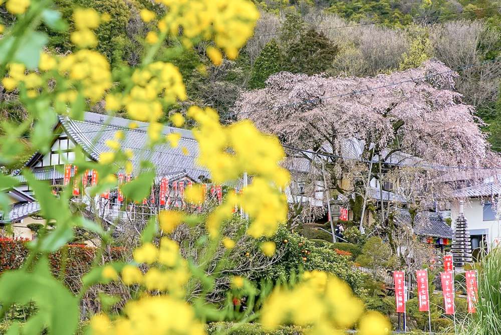 林陽寺、しだれ桜、３月春の花、岐阜県岐阜市の観光・撮影スポットの名所