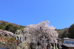 林陽寺、しだれ桜、3月春の花、岐阜県岐阜市の観光・撮影スポットの画像と写真