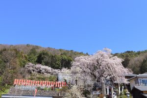 林陽寺、しだれ桜、3月春の花、岐阜県岐阜市の観光・撮影スポットの画像と写真