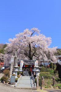 林陽寺、しだれ桜、3月春の花、岐阜県岐阜市の観光・撮影スポットの画像と写真