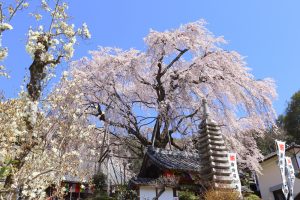 林陽寺、しだれ桜、3月春の花、岐阜県岐阜市の観光・撮影スポットの画像と写真