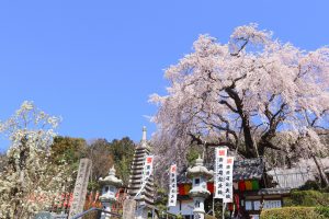 林陽寺、しだれ桜、3月春の花、岐阜県岐阜市の観光・撮影スポットの画像と写真