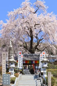 林陽寺、しだれ桜、3月春の花、岐阜県岐阜市の観光・撮影スポットの画像と写真