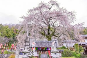林陽寺、しだれ桜、３月春の花、岐阜県岐阜市の観光・撮影スポットの名所