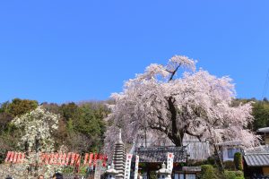 林陽寺、しだれ桜、3月春の花、岐阜県岐阜市の観光・撮影スポットの画像と写真