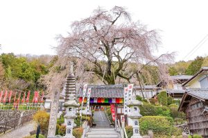 林陽寺、しだれ桜、３月春の花、岐阜県岐阜市の観光・撮影スポットの名所