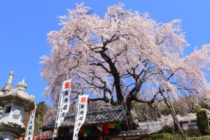 林陽寺、しだれ桜、3月春の花、岐阜県岐阜市の観光・撮影スポットの画像と写真