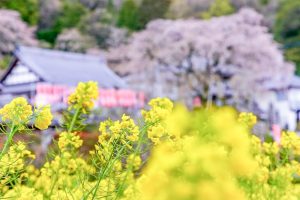 林陽寺、しだれ桜、３月春の花、岐阜県岐阜市の観光・撮影スポットの名所