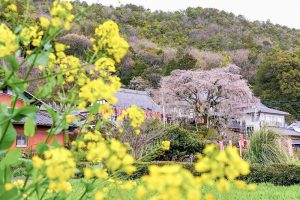 林陽寺、しだれ桜、３月春の花、岐阜県岐阜市の観光・撮影スポットの名所