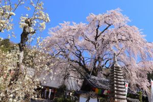 林陽寺、しだれ桜、3月春の花、岐阜県岐阜市の観光・撮影スポットの画像と写真