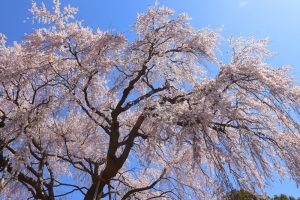 林陽寺、しだれ桜、3月春の花、岐阜県岐阜市の観光・撮影スポットの画像と写真
