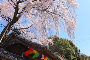 林陽寺、しだれ桜、3月春の花、岐阜県岐阜市の観光・撮影スポットの画像と写真