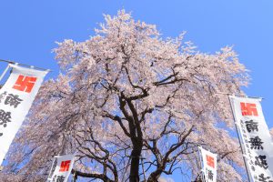 林陽寺、しだれ桜、3月春の花、岐阜県岐阜市の観光・撮影スポットの画像と写真