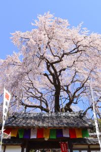 林陽寺、しだれ桜、3月春の花、岐阜県岐阜市の観光・撮影スポットの画像と写真