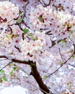 SAKUMACHI商店街、 桜,、3月春の花、名古屋市北区の観光・撮影スポットの名所