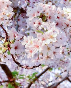 SAKUMACHI商店街、 桜,、3月春の花、名古屋市北区の観光・撮影スポットの名所