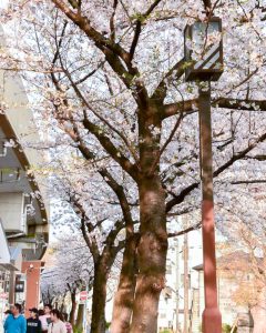 SAKUMACHI商店街、 桜,、3月春の花、名古屋市北区の観光・撮影スポットの名所