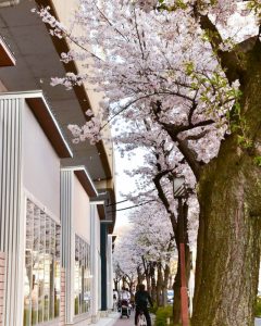SAKUMACHI商店街、 桜,、3月春の花、名古屋市北区の観光・撮影スポットの名所