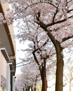 SAKUMACHI商店街、 桜,、3月春の花、名古屋市北区の観光・撮影スポットの名所