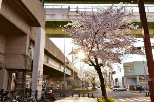 SAKUMACHI商店街、 桜,、3月春の花、名古屋市北区の観光・撮影スポットの名所