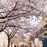 SAKUMACHI商店街、 桜,、3月春の花、名古屋市北区の観光・撮影スポットの名所