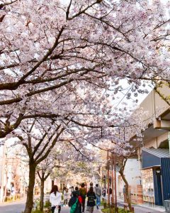 SAKUMACHI商店街、 桜,、3月春の花、名古屋市北区の観光・撮影スポットの名所