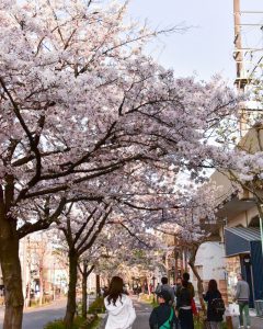 SAKUMACHI商店街、 桜,、3月春の花、名古屋市北区の観光・撮影スポットの名所