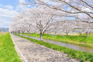 さくら公園、桜、4月春の花、岐阜県山県市の観光・撮影スポットの画像と写真