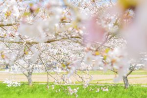 さくら公園、桜、4月春の花、岐阜県山県市の観光・撮影スポットの画像と写真
