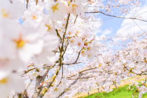 さくら公園、桜、4月春の花、岐阜県山県市の観光・撮影スポットの画像と写真