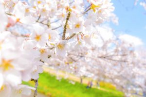 さくら公園、桜、4月春の花、岐阜県山県市の観光・撮影スポットの画像と写真