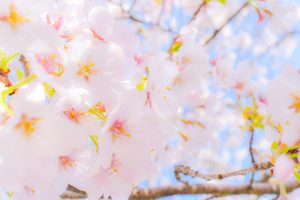 さくら公園、桜、4月春の花、岐阜県山県市の観光・撮影スポットの画像と写真