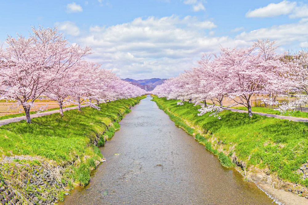 さくら公園、桜、4月春の花、岐阜県山県市の観光・撮影スポットの画像と写真