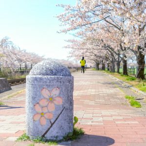 桜ネックレス、桜並木、3月春の花、愛知県稲沢市の観光・撮影スポットの名所