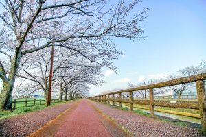 桜ネックレス、３月春の花、愛知県稲沢市の観光・撮影スポットの画像と写真