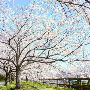 桜ネックレス、桜並木、3月春の花、愛知県稲沢市の観光・撮影スポットの名所