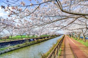 桜ネックレス、３月春の花、愛知県稲沢市の観光・撮影スポットの画像と写真