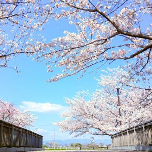 桜ネックレス、桜並木、3月春の花、愛知県稲沢市の観光・撮影スポットの名所