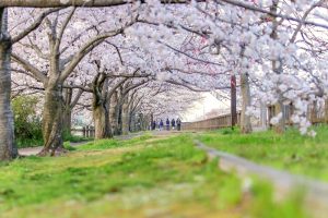 桜ネックレス、３月春の花、愛知県稲沢市の観光・撮影スポットの画像と写真