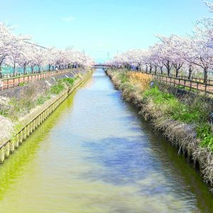 桜ネックレス、桜並木、3月春の花、愛知県稲沢市の観光・撮影スポットの名所