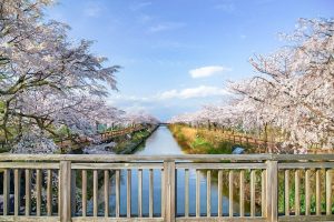 桜ネックレス、３月春の花、愛知県稲沢市の観光・撮影スポットの画像と写真
