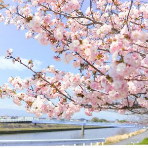 桜ネックレス、桜並木、3月春の花、愛知県稲沢市の観光・撮影スポットの名所
