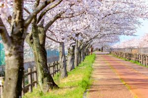 桜ネックレス、３月春の花、愛知県稲沢市の観光・撮影スポットの画像と写真