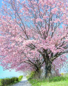 桜ネックレス、桜並木、3月春の花、愛知県稲沢市の観光・撮影スポットの名所