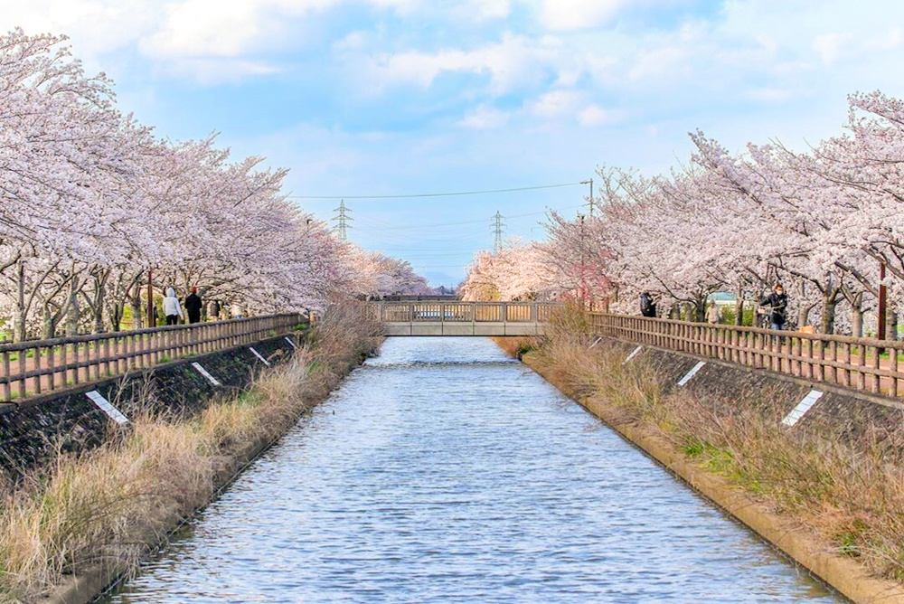 桜ネックレス、３月春の花、愛知県稲沢市の観光・撮影スポットの画像と写真
