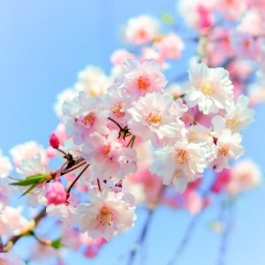 桜ネックレス、桜並木、3月春の花、愛知県稲沢市の観光・撮影スポットの名所