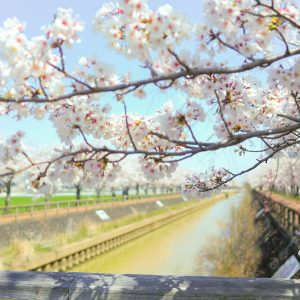 桜ネックレス、桜並木、3月春の花、愛知県稲沢市の観光・撮影スポットの名所